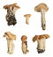 Collection of terracotta hedgehog, Hydnum rufescens mushrooms isolated on white background