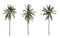 Collection three Palm coconut the garden isolated