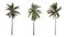 Collection three Palm coconut the garden isolated