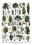 The collection of trees / Diversity of trees with names Antique engraved illustration from from La Rousse XX Sciele