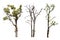 Collection trees without leaves isolated