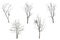 Collection trees without leaves isolated on white