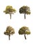 Collection of trees, ,little Tabebuia Aurea trees isolated on white background,fresh,beautiful.