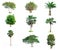 Collection trees on white background