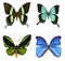 Collection of tropical butterflies