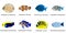 Collection of tropical fish colorful clip arts