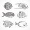 Collection of tropical fish.Vintage set of hand drawn marine fauna.