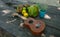 Collection of tropical fruits and Ukulele - Coconut, Mango, Yuca