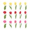 Collection of tulips of different shapes and colors isolated