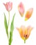 Collection of tulips on white background