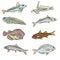 A Collection of Underwater Sea and Freshwater Fish Sharks and Eels Cartoon Illustration Clipart in Vector Form Logos