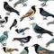 Collection of various birds seamless pattern. Vector illustration on white background