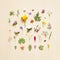 Collection of various blooming fresh flowers, green leaves and herbs on pastel background