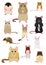 Collection of Various breeds of mice and rats