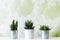 Collection of various cactus and succulent plants in different pots. Potted cactus house plants on white shelf against design wall