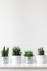 Collection of various cactus and succulent plants in different pots. Potted cactus house plants on white shelf with copy space.