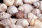 Collection of various colorful seashells on white background