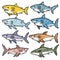Collection various colorful sharks, shark detailed different colors, marine life illustration