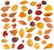 collection of various dried autumn fallen leaves