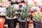 Collection of various Haworthia Fasciata Zebra Cactus, Pearl and Star Window Plant and succulent plants in different pots.