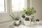 Collection of various houseplants in modern house interior. Set of potted plants in the room by the window. Cacti and  succulent