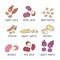 Collection of various kinds of potato, colored illustration Hand drawn vector drawings set of cliparts isolated Organic healthy di