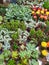 Collection of various multicolored succulent plants