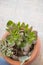 Collection of various multicolored succulent plants. Succulent garden in a ceramic pot. Blooming Echeveria. ornamental