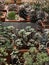 Collection of various multicolored succulent plants. Succulent garden in pots