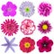 Collection of Various Pink, Purple, Red Flowers