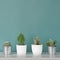 Collection of various potted cactus house plants on white shelf against pastel turquoise colored wall. Cactus plants background.