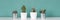 Collection of various potted cactus house plants on white shelf against pastel turquoise colored wall. Cactus plants banner.