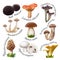 Collection of various species edible mushrooms