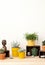 Collection of various succulents and plants in colored pots. Potted cactus and house plants against light wall. Stylish interi