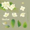 Collection of vector hand-drawn jasmine flowers and other elements. Pastel painting imitation