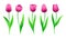 Collection Of Vector Pink Tulips With Stem And Green Leaves. Set Of Different Spring Rose Flowers. Isolated Tulip Cliparts