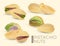 Collection of vector pistachio nuts. Realistic dry shell background.