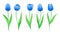 Collection Of Vector Rare Blue Tulips With Stem And Green Leaves. Set Of Different Spring Flowers. Isolated Tulip Cliparts