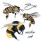 Collection of vector realistic bee, bumblebee in realistic watercolor hand drawn style. Realistic vintage style, insects macro