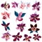 Collection of vector realistic orchid flowers