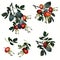 Collection of vector rose hip, realistic botanical illustration