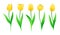 Collection Of Vector Yellow Tulips With Stem And Green Leaves. Set Of Different Spring Flowers. Isolated Tulip Cliparts