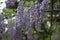 Collection of vibrant hanging lavender flowers