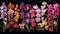 A collection of vibrant orchids in various shades and patterns