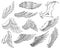Collection of vintage heraldic wings sketch. Monochrome stylized birds wings. Hand drawn contoured stiker wing in open