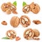 Collection of Walnut