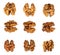 Collection of walnut kernels isolated on transparent background