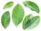 Collection of walnut leaves on white background