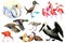 Collection of water bird and waterfowl. Duck, flamingo, pelican, heron, crane, swan.
