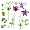 Collection of watercolor aquilegia flowers